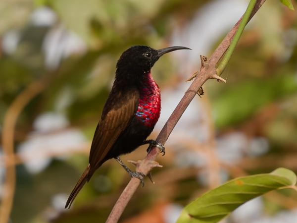 <h3><a href="/trips/gambia/biota/animalia/chordata/aves/040 passeriformes/112 nectariniidae/chalcomitra senegalensis/chalcomitra senegalensis-nl.html">Chalcomitra&nbsp;senegalensis</a> / Scarlet‑chested&nbsp;sunbird / Roodborsthoningzuiger</h3>OM-1 Mark II met OLYMPUS M.150-400mm F4.5, 1/2000 sec  bij F4.5, ISO 500, afstand 7.65&nbsp;m